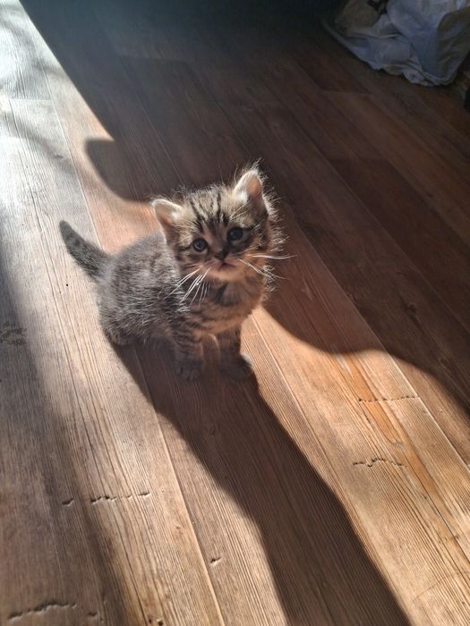 котята бесплатно