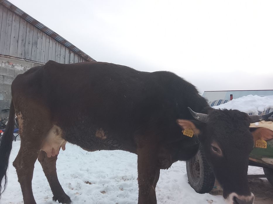 Vând vaca buna de lapte este fătată de 6 săptămâni