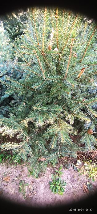 Galuboy yel archa sotiladi