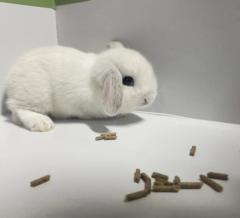 Mas’uliyatni o‘rgatadigan eng yumshoq yo‘l