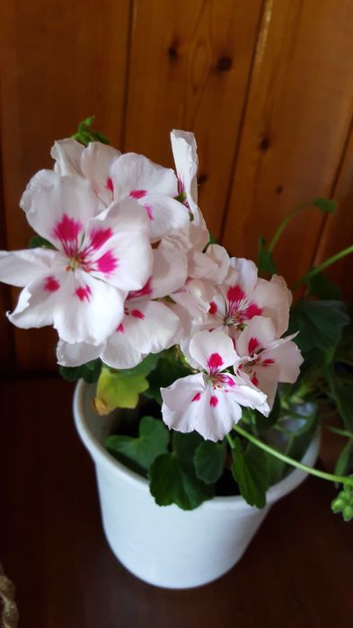 Пеларгония сортовая