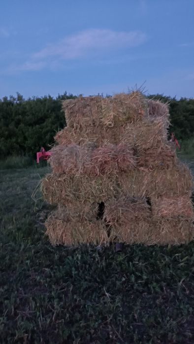 Vând baloți de lucernă