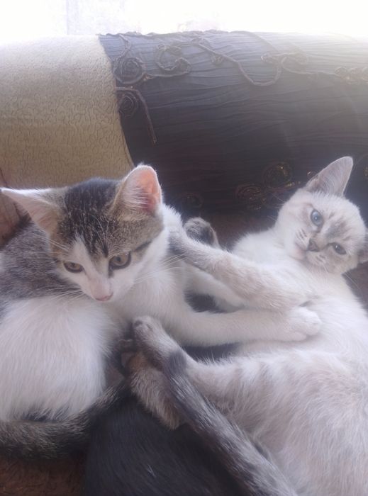 Котята ищут домик