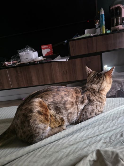 Кошка, бенгал, примерно 2-3 года