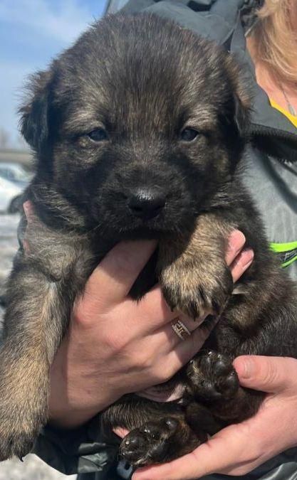 Щенки бесплатно, девочки