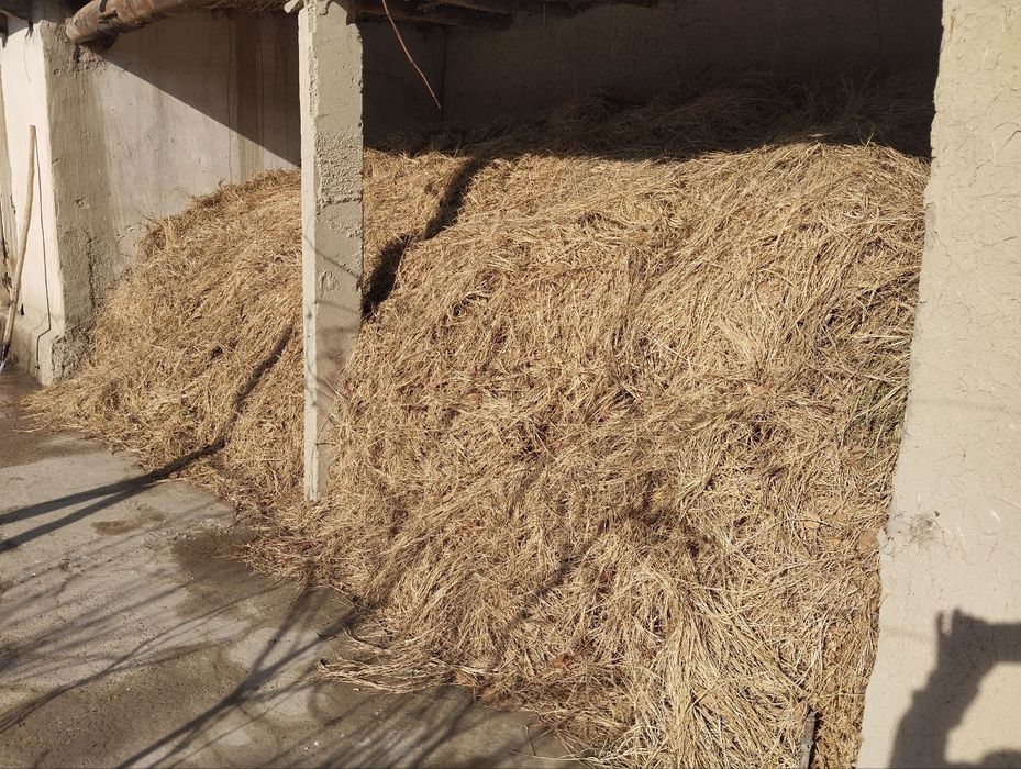 Oʻrik daraxtini oʻtini va beda oʻt sotiladi