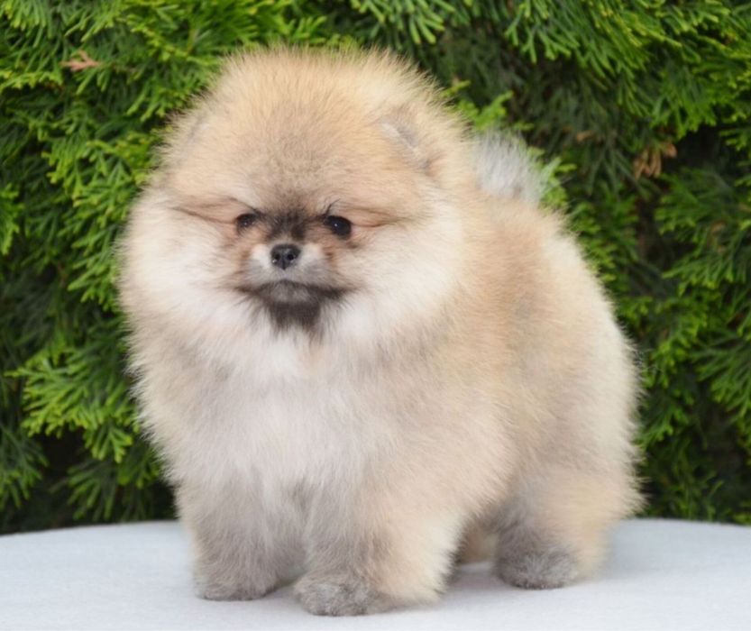 Fetita pomeranian mini/toy!