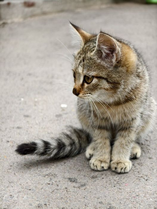 Котята Котёнок Девочка Кошка Кошки