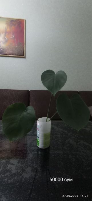 Комнатные растения