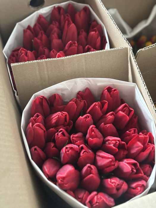 Предзаказ на тюльпаны