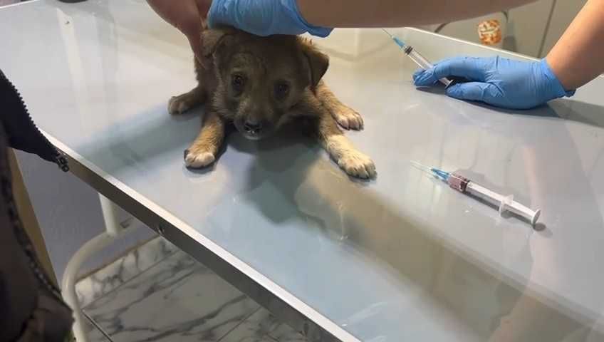 Щенкам нужен дом! Срочно!