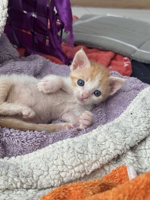 Котенок  родители сфинкс