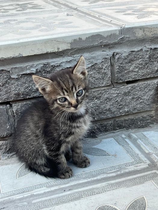 Отдам Котят  в добрые руки