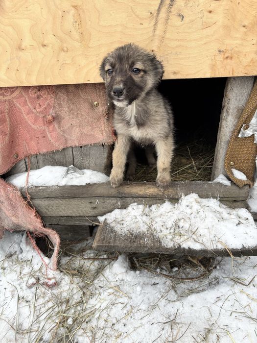1 мальчишка и 2 девчушки ищут дом