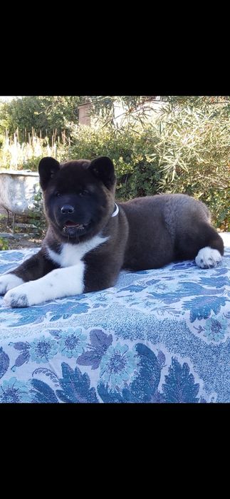 Детки американская акита