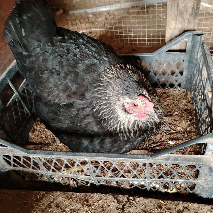 Күрік тауық квочка