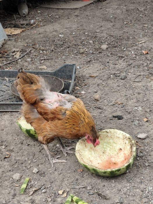 Продаются домашние куры и петух