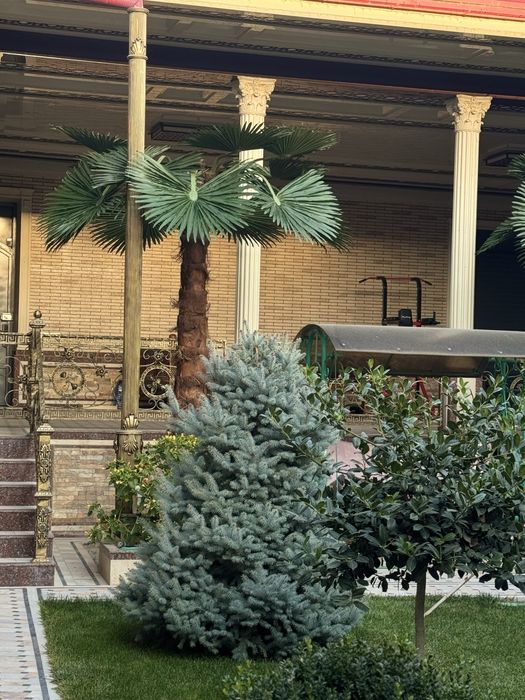 Farg‘onada  | Villa/restoran uchun lux suniiy palma 3m–8m — -30%