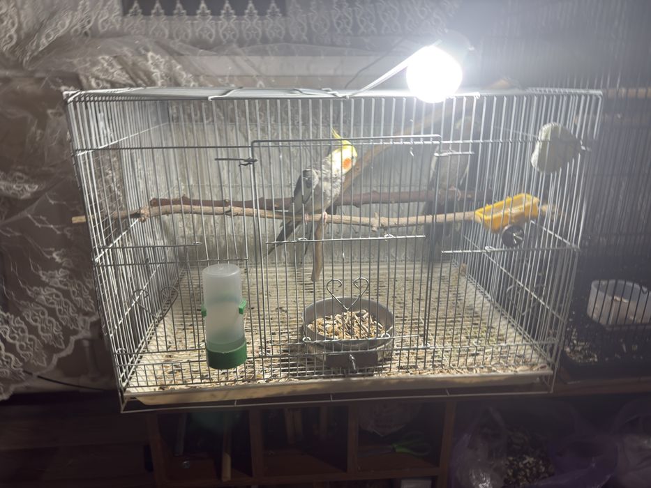 готовый пара кореллы ручные