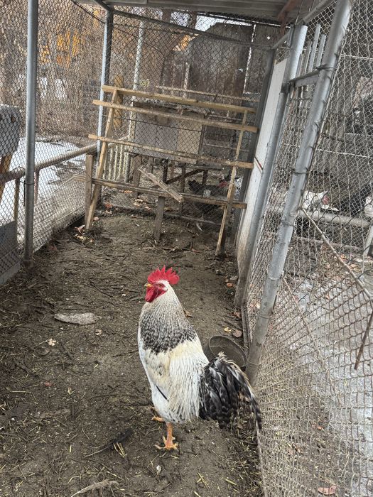 Продаем 3 молодых петухов