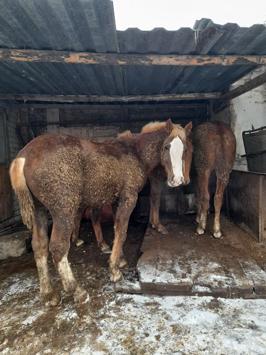 Продам двухлеток