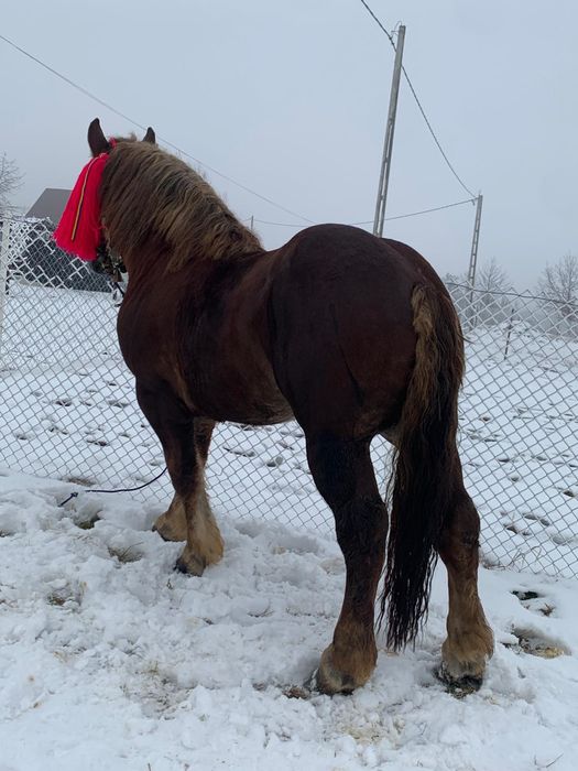 Vând mânz de.2.ani jumate învățat