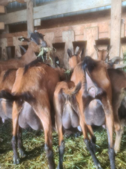 Vând capre alpin francez