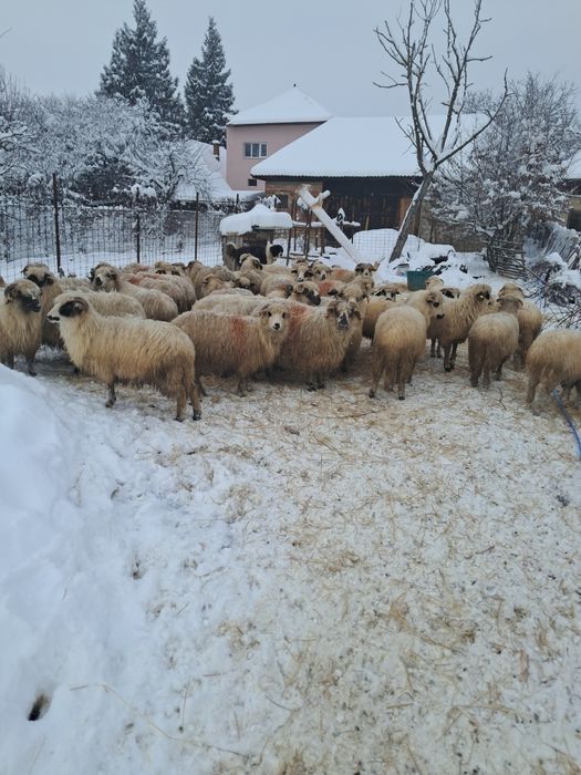 Vând 43 oi din care 16 miele