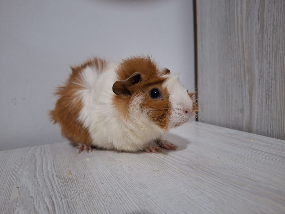 Морская свинка-самка