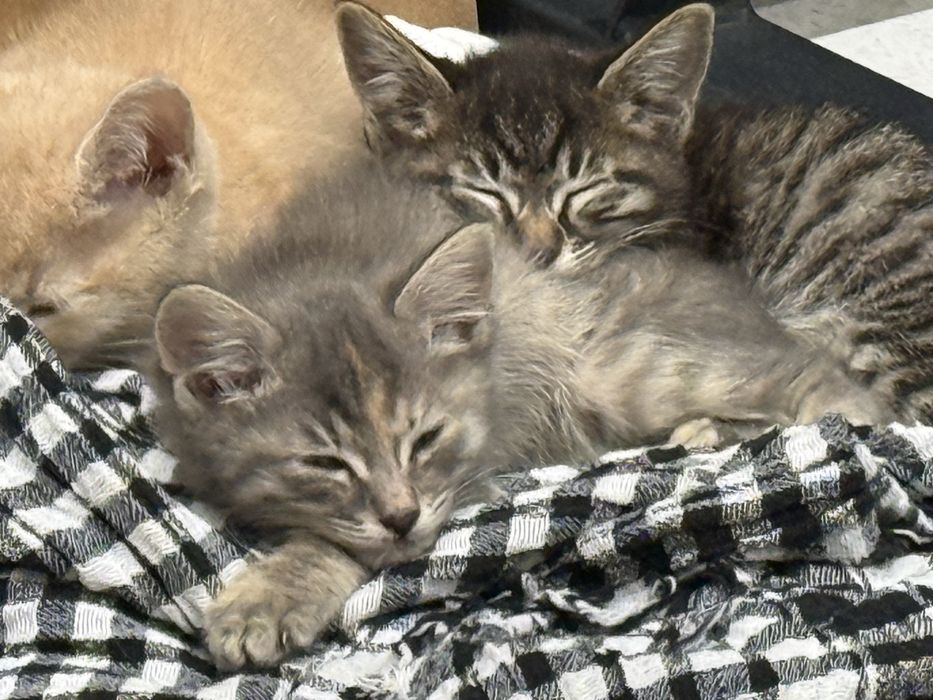 Котенок ласеовые девочки