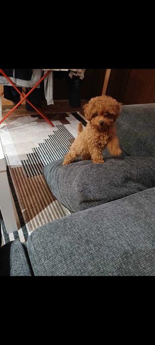 Пудел Той/Poodle Toy