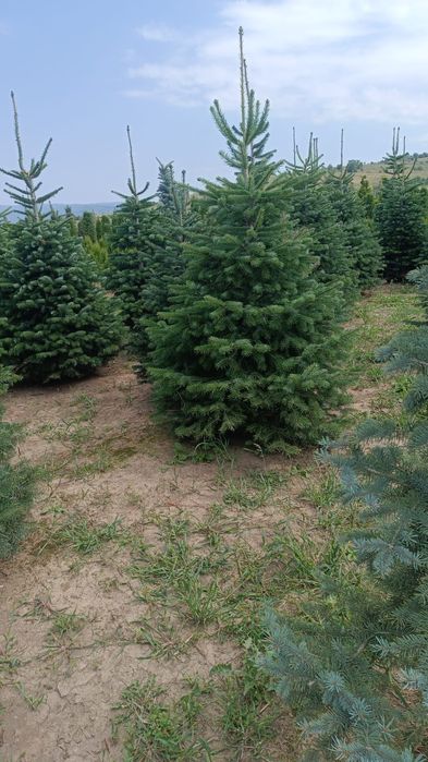 Amenajare gradina cu plante ornamentale și gazon rulou