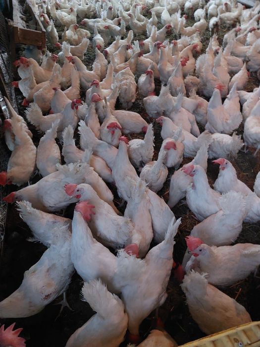 Куры несушки таук