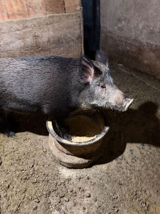 Диво прасе женско на 2 г