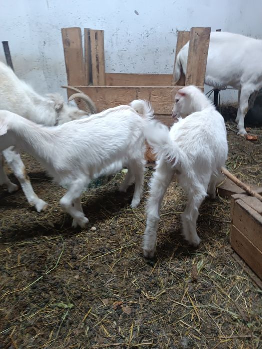 продам двух козлят