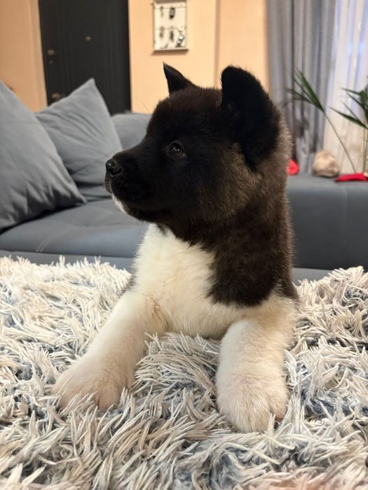 Akita American cu pedigree tip A