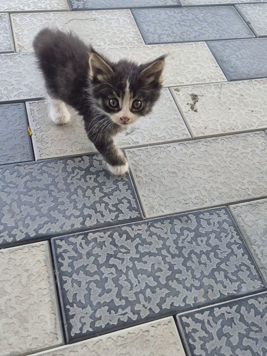 Отдам в добрые руки