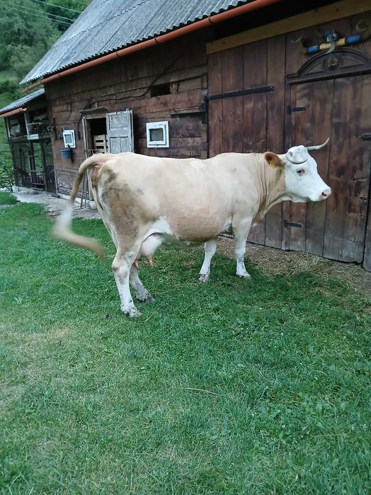 Vand vaca    .