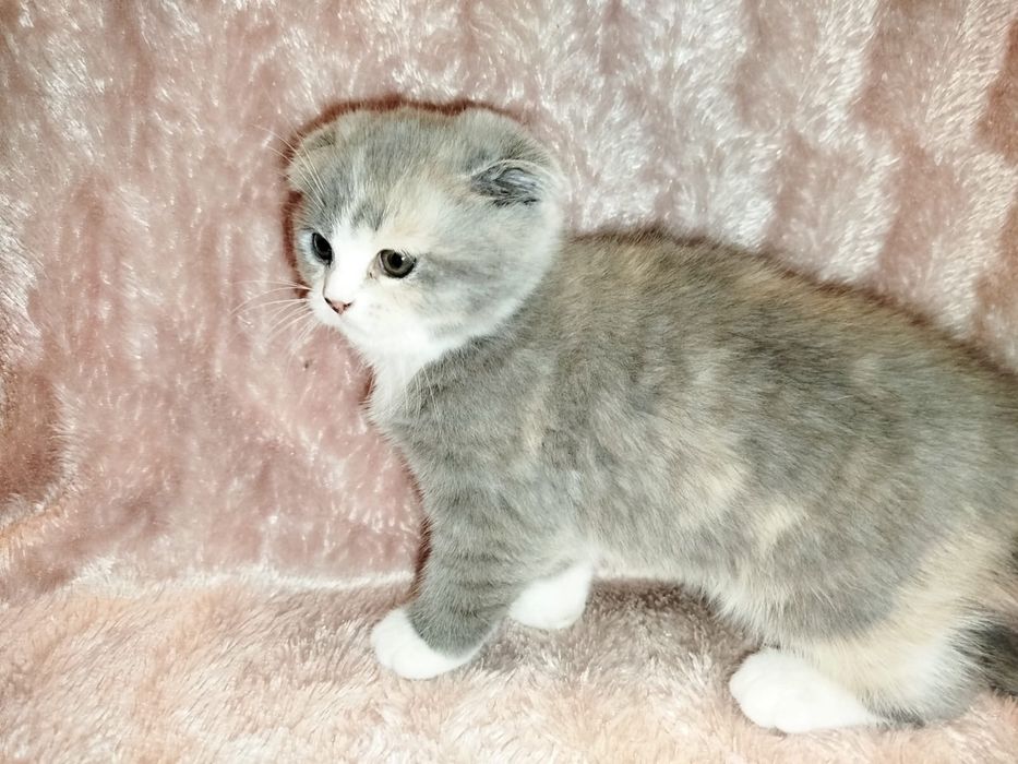 Котенок Шотландской вислоухой