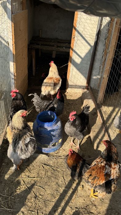 Vând cocoși de casă