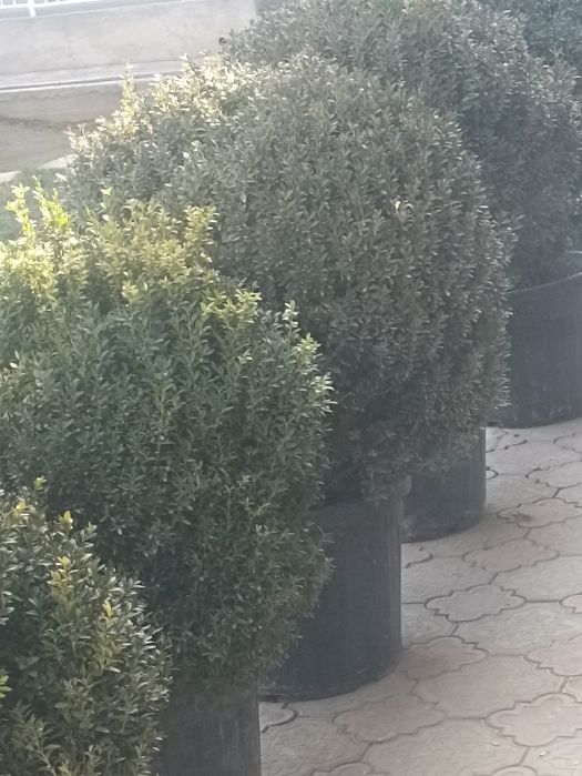 Декларативной шамшод кучатлари сотилади 12 йили