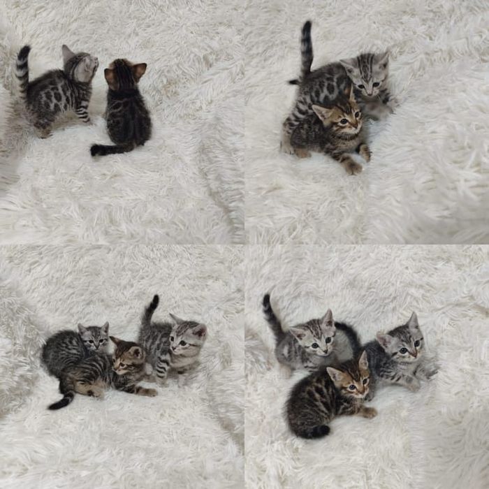 Британские котята