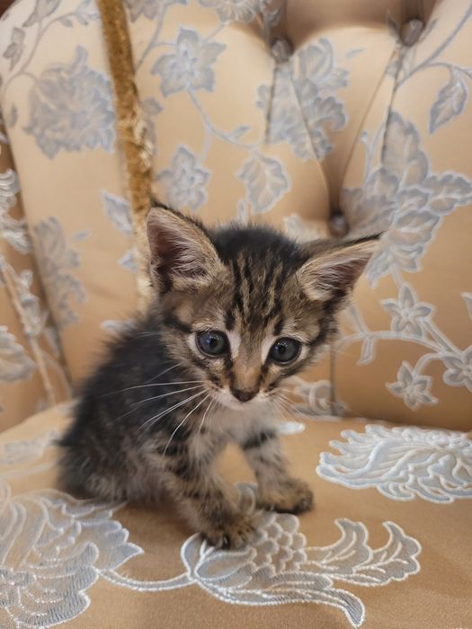 Котят в хорошие руки