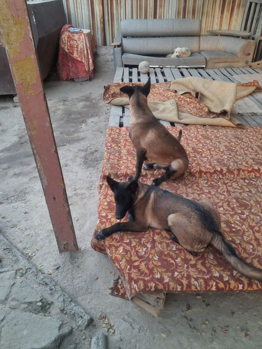 Бельгийский овчарка