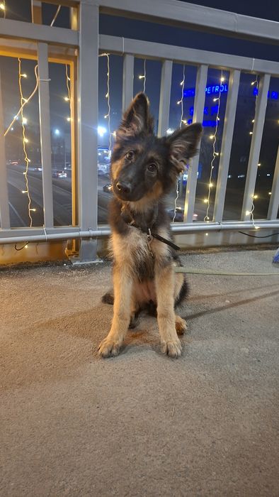 Чистопородная Щенок Немецкий Овчарка девочка с документами