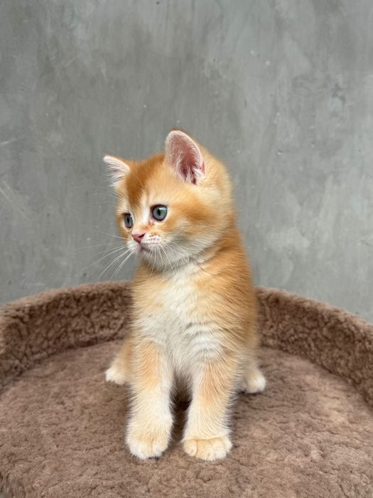 Британские котята шиншиллы