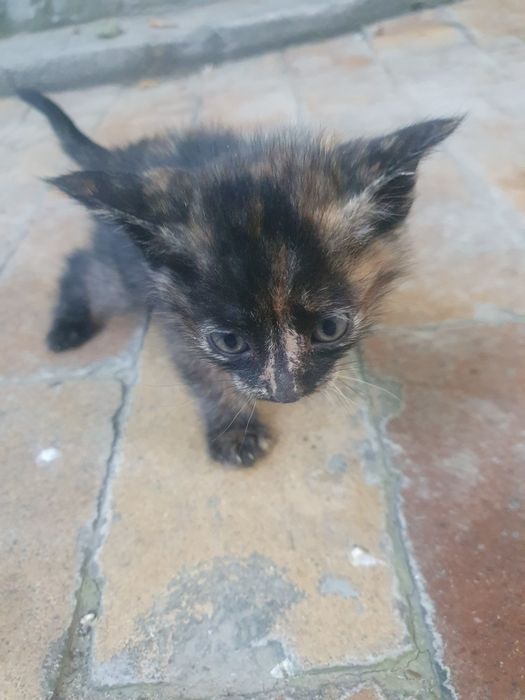 Котёнок ему 1 месяц