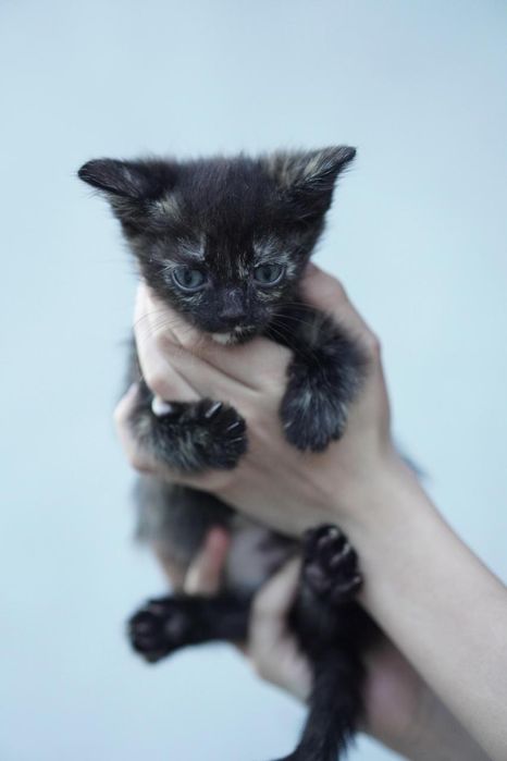 Отдам котят в хорошие руки