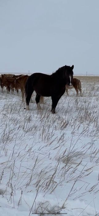 Жеребец Полутяж 3 года