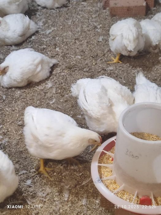 Домашние курицы бролеры